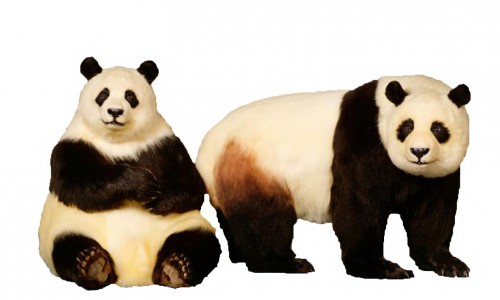 Panda Panda
