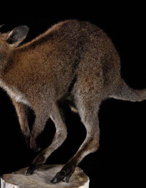 713-Wallaby