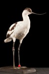 Avocette Elegante - Recurvirostra acocetta