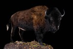 Bison-Modifier