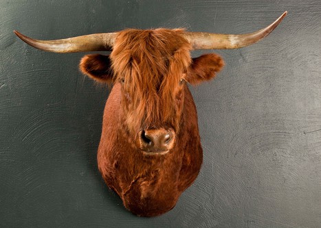 Boeuf d'Ecosse  Bos taurus - Highland Cattle 1