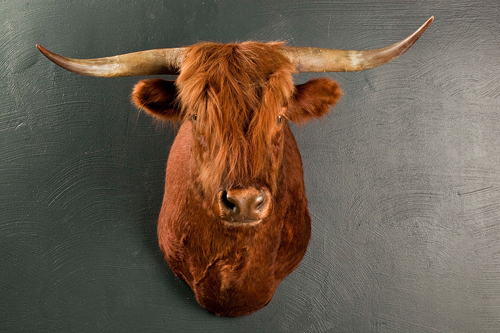 Highland cattle - shoulder mount 