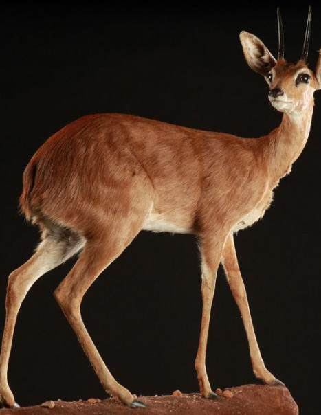 Dik Dik