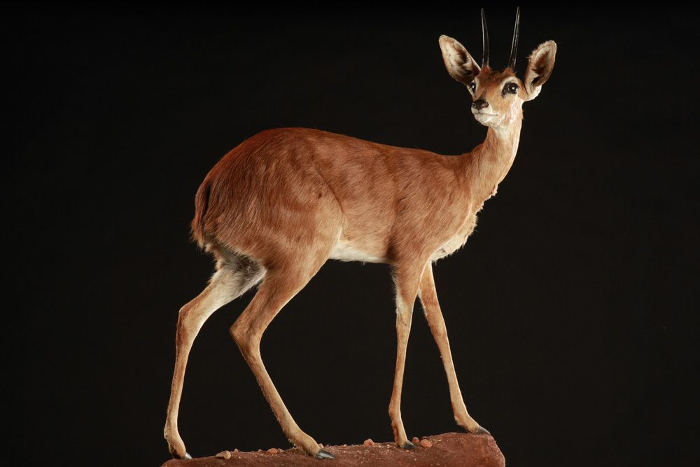 Dik Dik