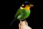 Euryclaime Psittacin – Psarisomus dalhousiae – Long tailed Broadbill  1