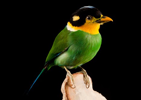 Euryclaime Psittacin – Psarisomus dalhousiae – Long tailed Broadbill  1