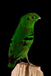 Euryclaime vert – calyptomena viridis – Green Broadbill  2