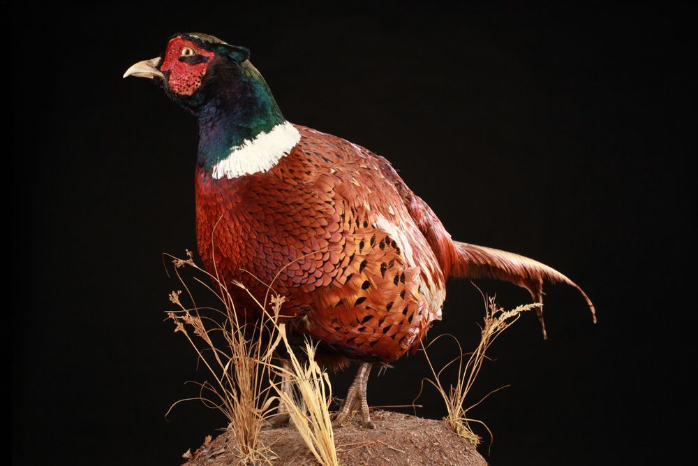 ailes de faisan de colchide séchée, ringneck pheasant wings