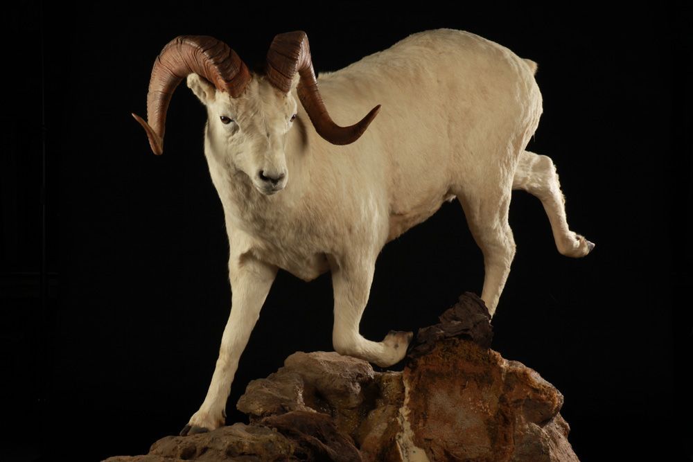 Mouflon de Dall 1