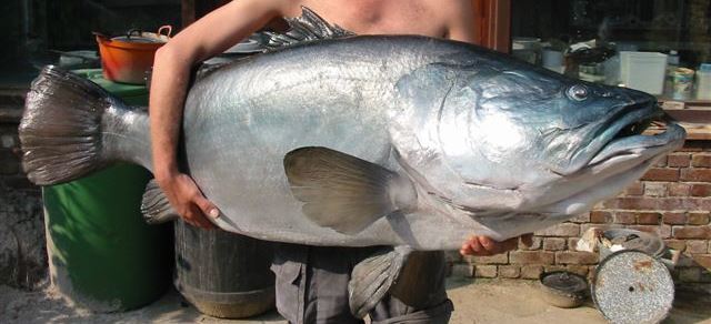 record nile perch