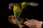 Perruche de Derby - Psittacula derbiana - Lord Derby's Parakeet 1