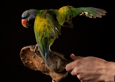 Perruche de Derby - Psittacula derbiana - Lord Derby's Parakeet 1