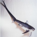 Requin Renard 1
