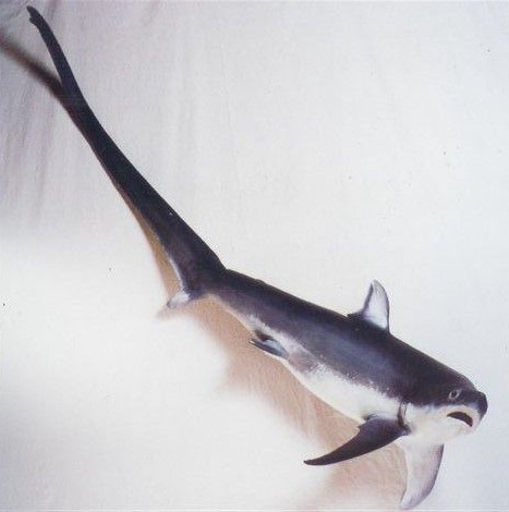 Requin Renard 1