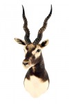antilope cervicapre (2)