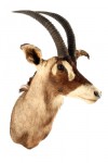 antilope rouane