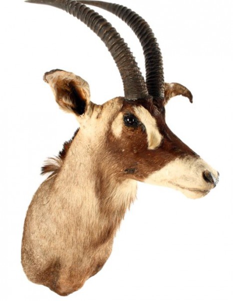 antilope rouane