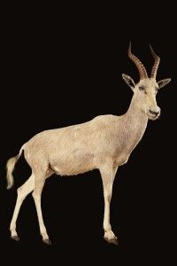 blesbok blanc