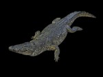 krokodil aligator (26)