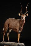 nyala