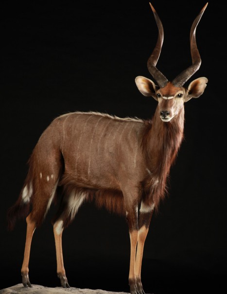 nyala