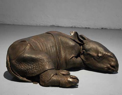 Bébé rhinoceros Indien