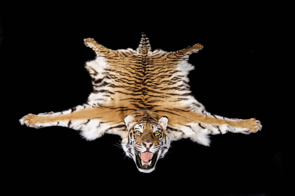 Bengal Tiger Rug Carpet Panthera