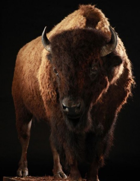 Bison Americain (2)