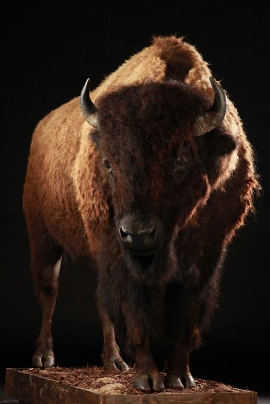 Bison Americain (2)