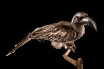 Calao gris - Ocyceros griseus - Malabar Grey Hornbill 1