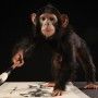 Chimpanzée Bébé