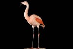 Flamant Rose-Modifier