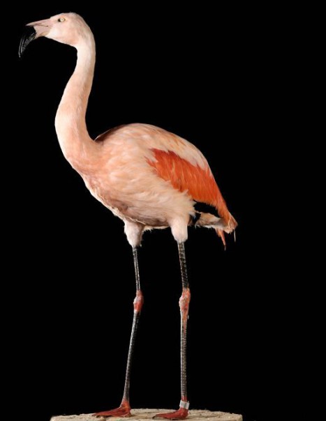 Flamant Rose-Modifier