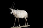 Oryx d'Arabie-Modifier