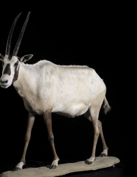 Oryx d'Arabie-Modifier
