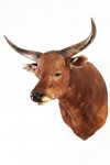 banteng