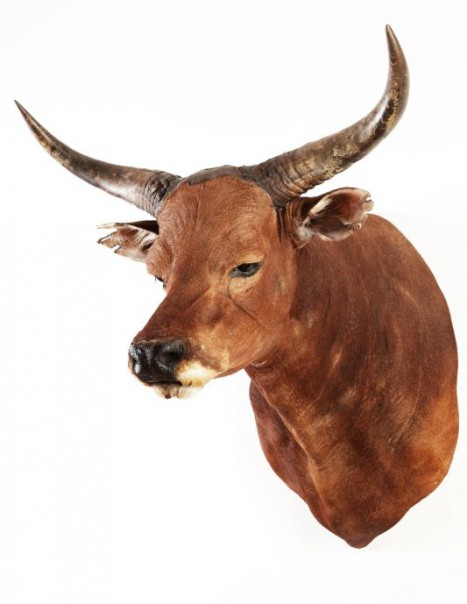 banteng