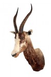 blesbok (2)