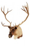 caribou