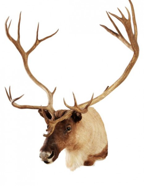 caribou