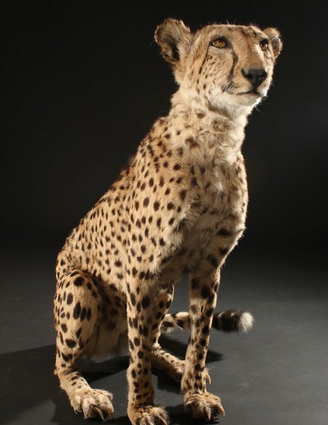 guepard