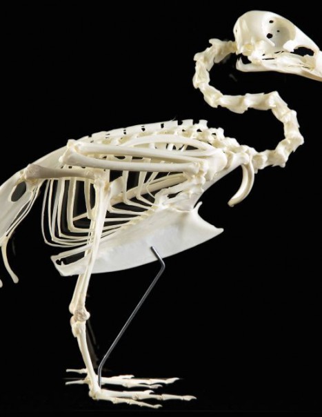 Philippine Duck - Skeleton - Anas luzonica - Masai Gallery