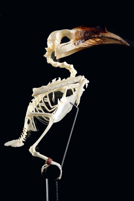 Visayan hornbill - Skeleton - Penelopides panini - Masai Gallery