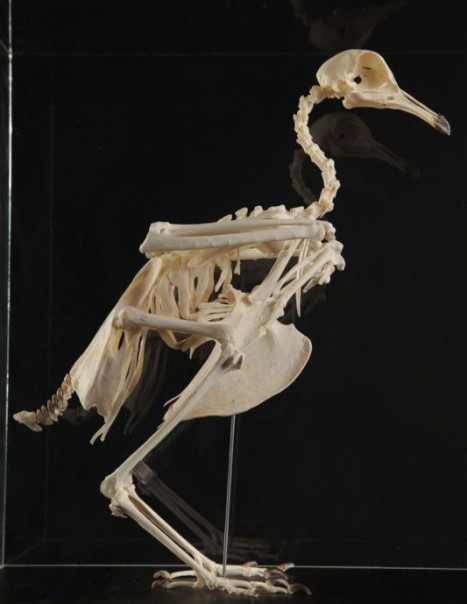 dinosaur penguin skeleton