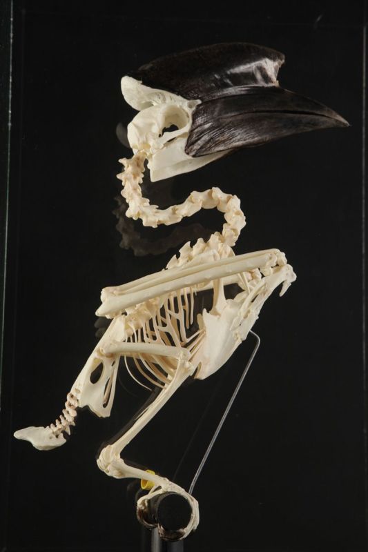 Wreathed Hornbill - Skeleton - Rhyticeros undulatus - Masai Gallery