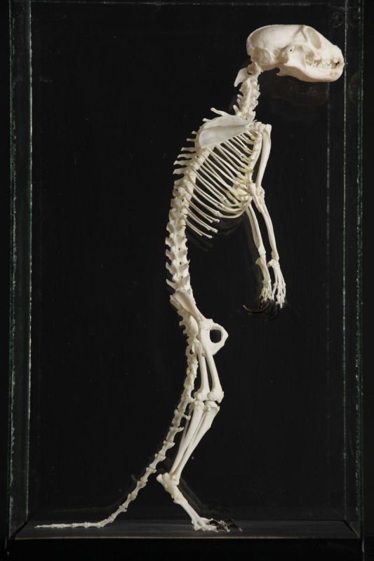 Meerkat - Skeleton - Suricata suricatta - Masai Gallery