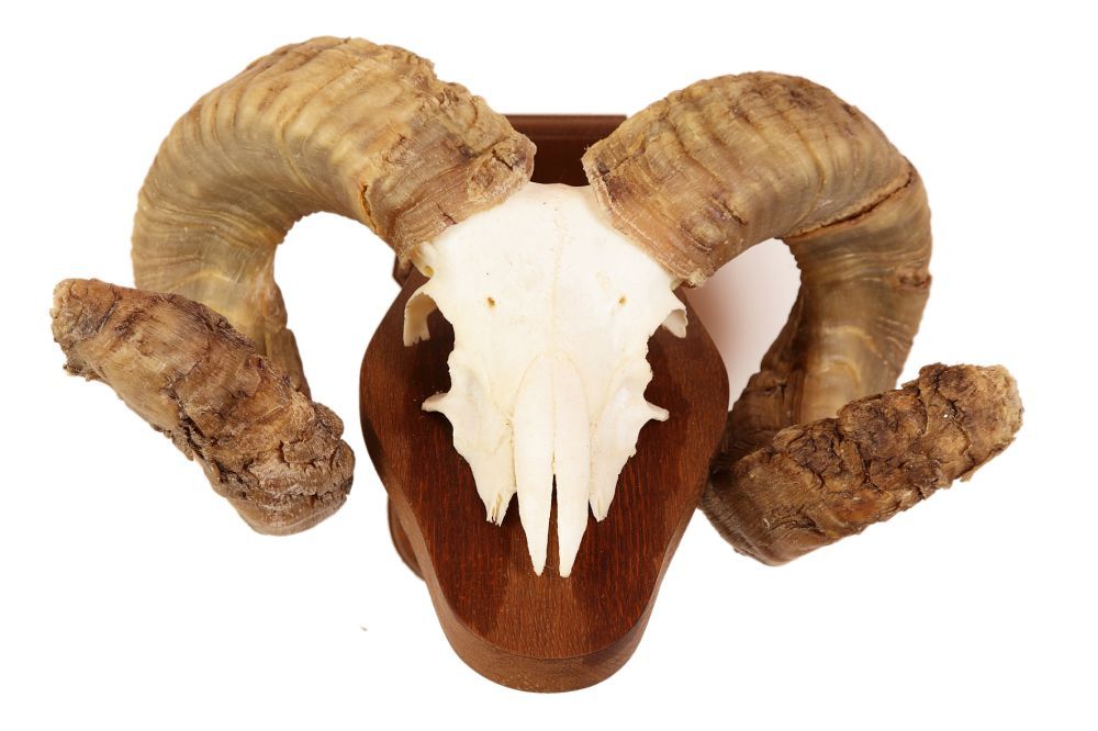 Sheep/Ram - Horns - Ovis aries - Masai Gallery