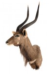 nyala (2)