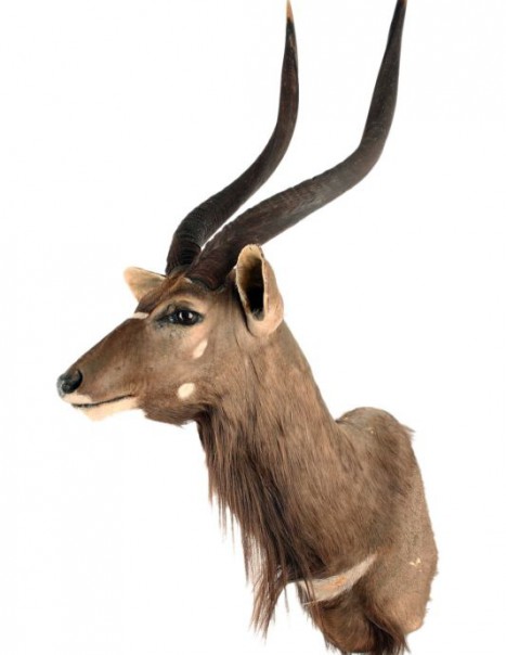 nyala (2)