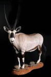 oryx-gemsbok